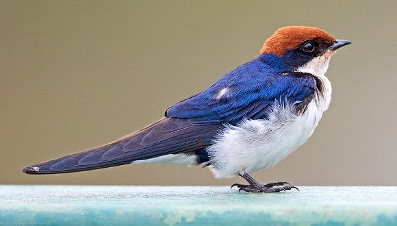 Wire-tailed Swallow female